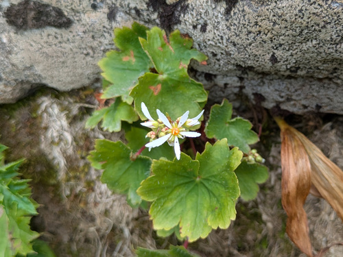 Fortune's Saxifrage (Saxifraga fortunei)