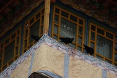 Pyrrhocorax pyrrhocorax