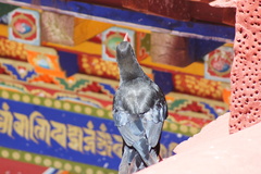 Pyrrhocorax pyrrhocorax