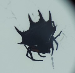 Gasteracantha curvispina