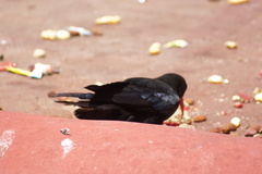 Pyrrhocorax pyrrhocorax