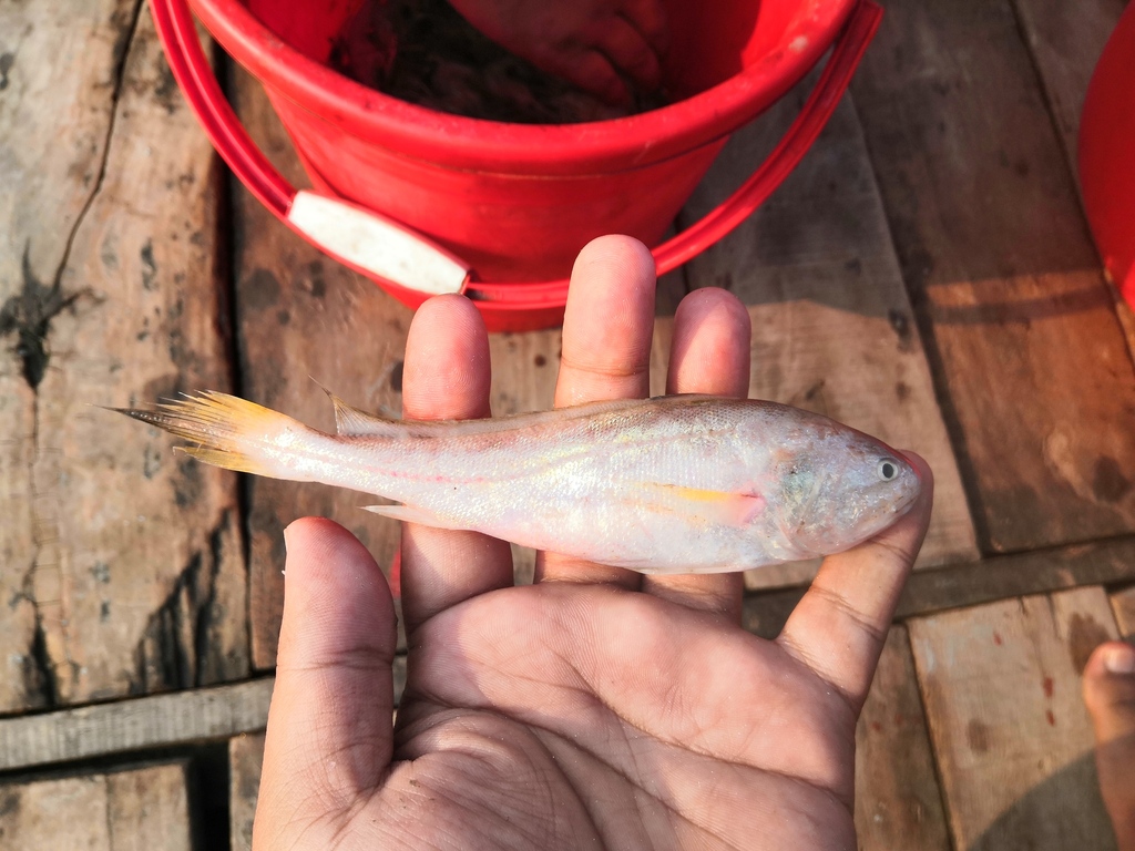 Pama croaker (Otolithoides pama) — Sciaenidae