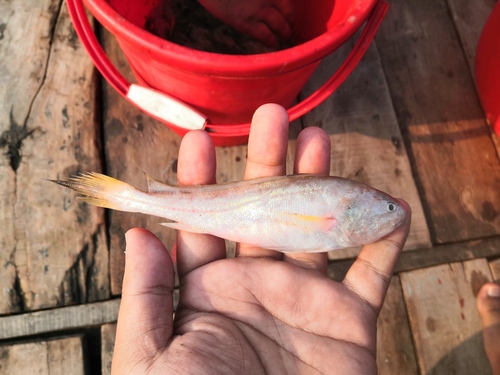 Pama croaker (Otolithoides pama) — Sciaenidae