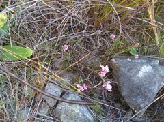 Amphithalea ericifolia scoparia