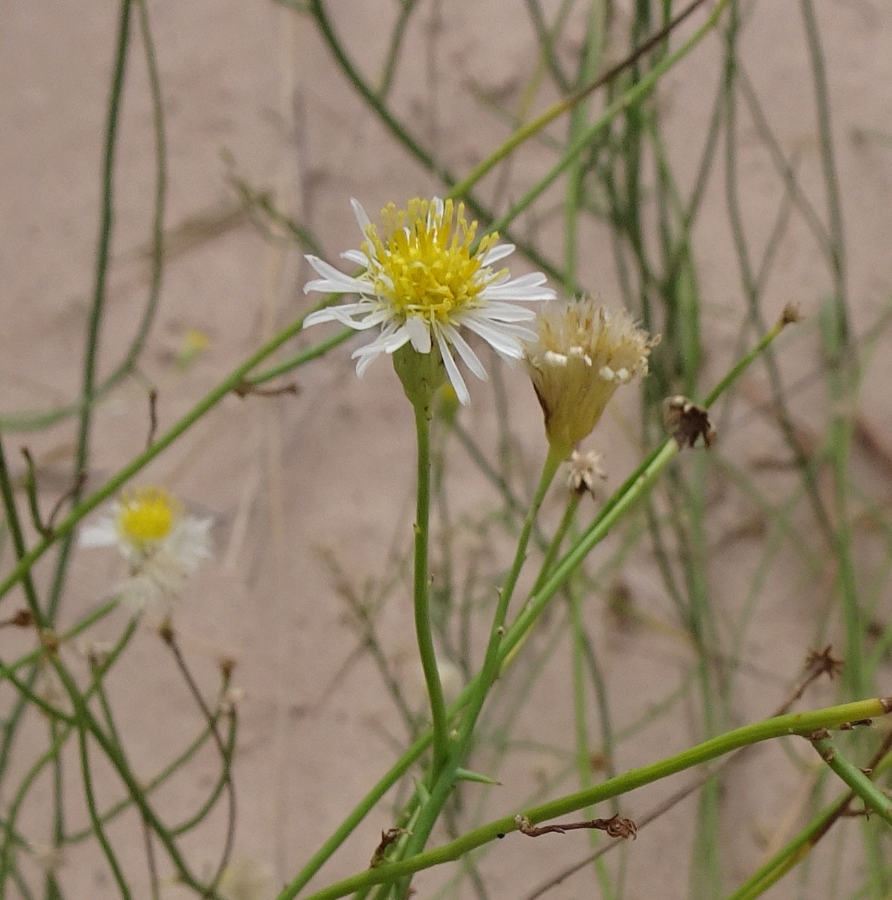 Chloracantha
