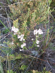 Erica brevifolia