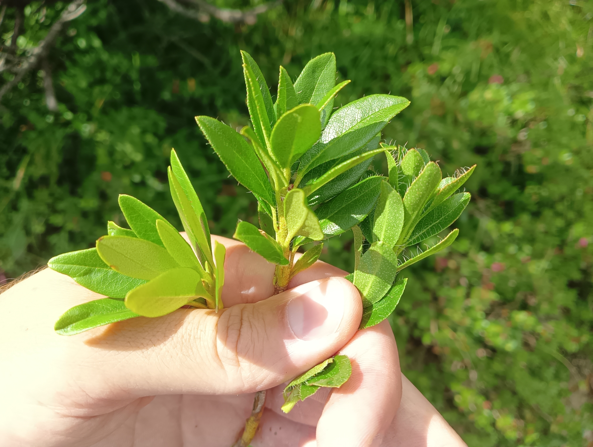 Rhododendron