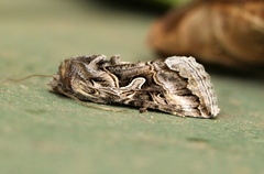 Cornutiplusia circumflexa