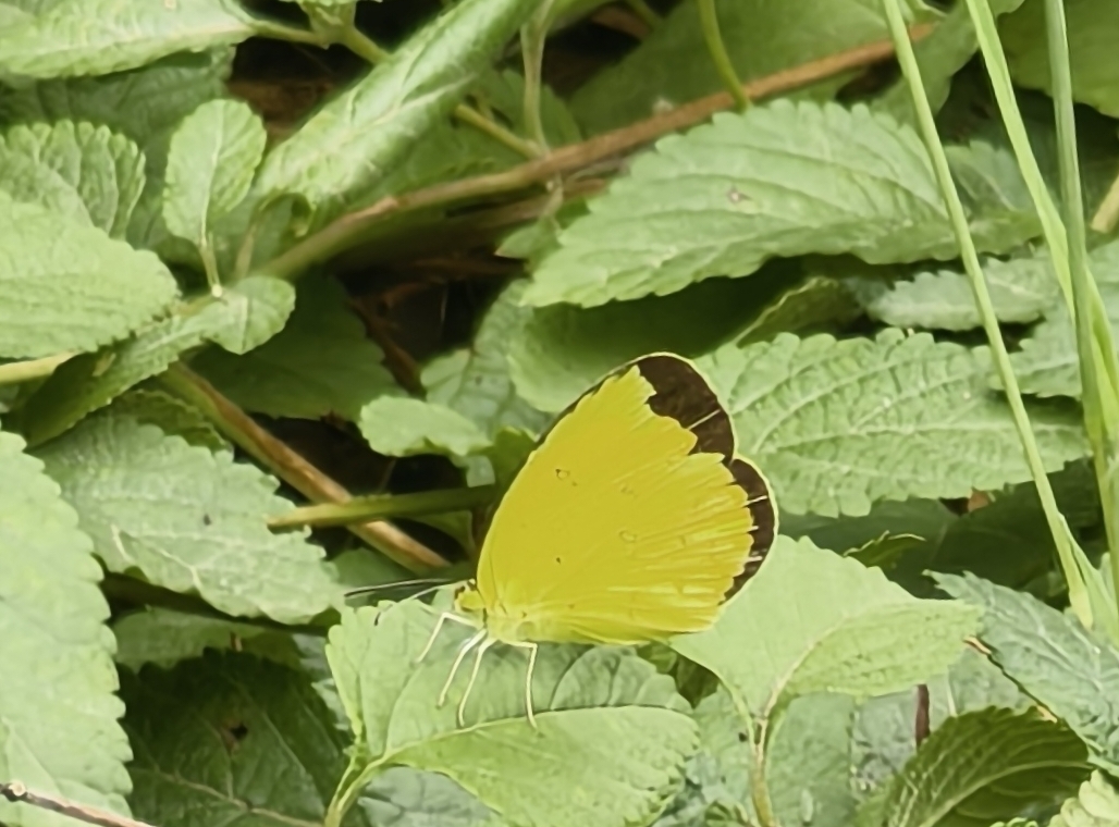 Common Grass Yellow