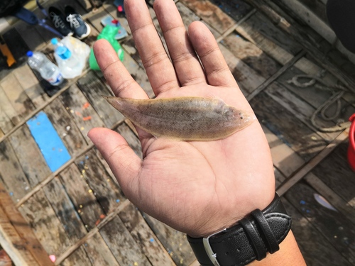 Blotched tongue-sole (Cynoglossus puncticeps) — Cynoglossidae — 5