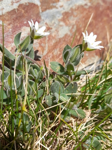 Cerastium pyrenaicum, photograph 2