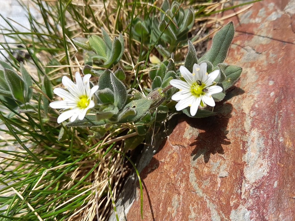 Cerastium pyrenaicum; photograph (c) Flavien Saboureau, some rights reserved (CC BY)