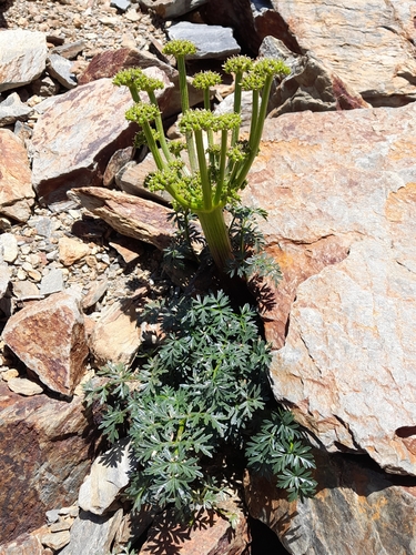 Xatardia (Xatardia scabra)