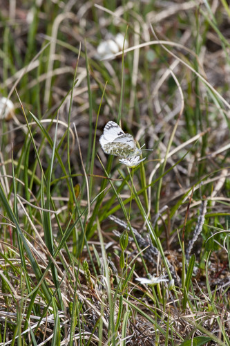 Northern Marble