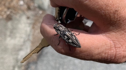 Chalcophora virginiensis image