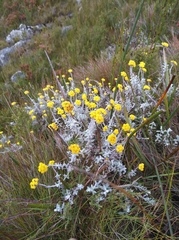 Helichrysum capense