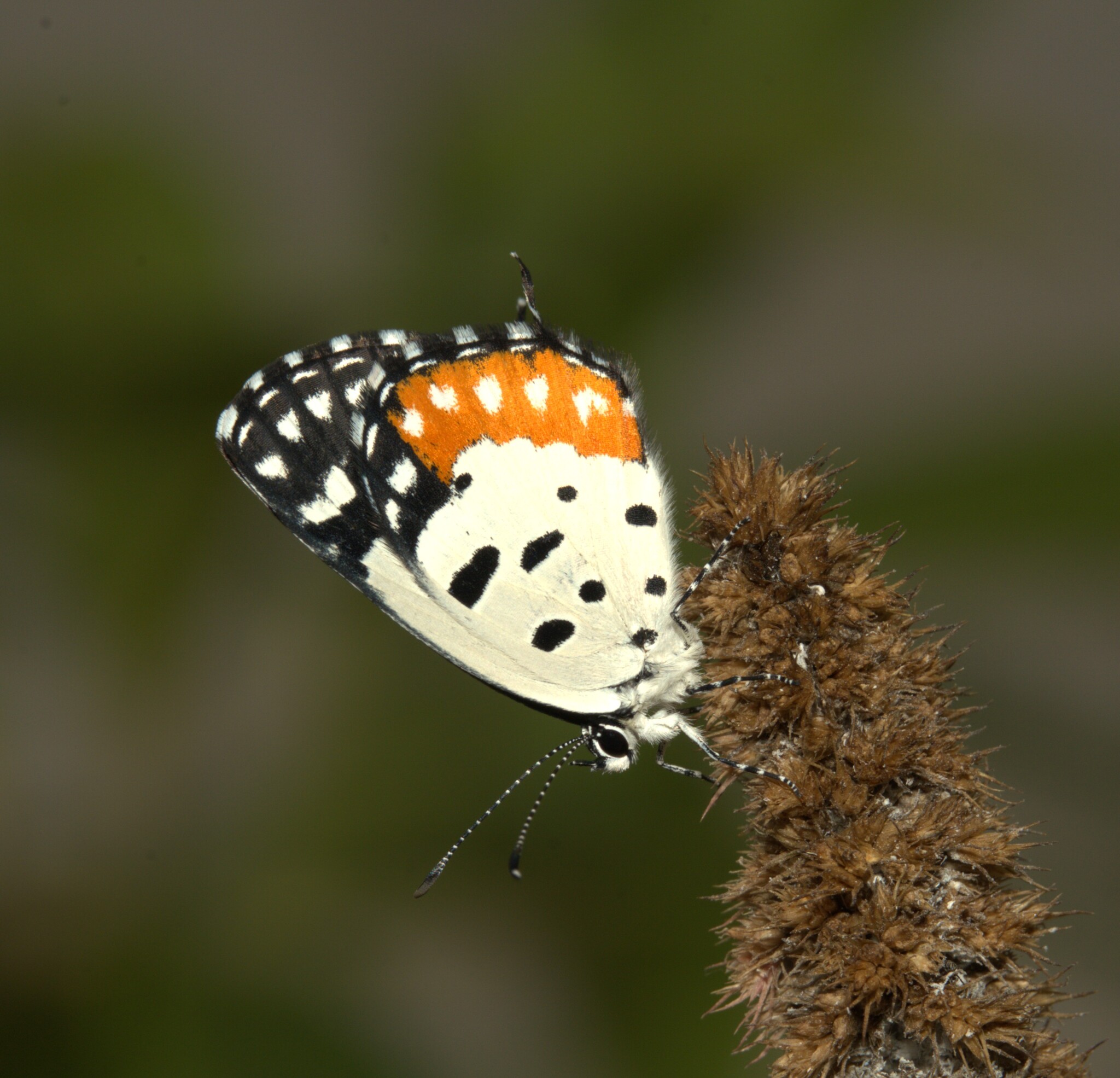 Red Pierrot