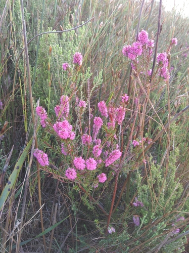 Image of Pineapple Heath (Erica dodii) by (c) Brian du Preez, some rights reserved (CC BY-SA)