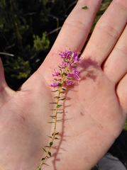 Agathosma odoratissima