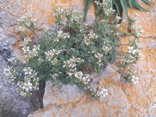 Saxifraga pubescens, photograph 6