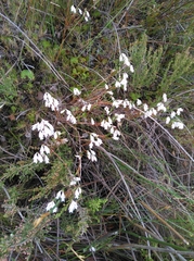 Erica dianthifolia