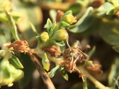Euphorbia ocellata