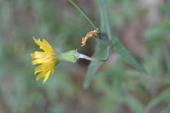Sonchus tenerrimus