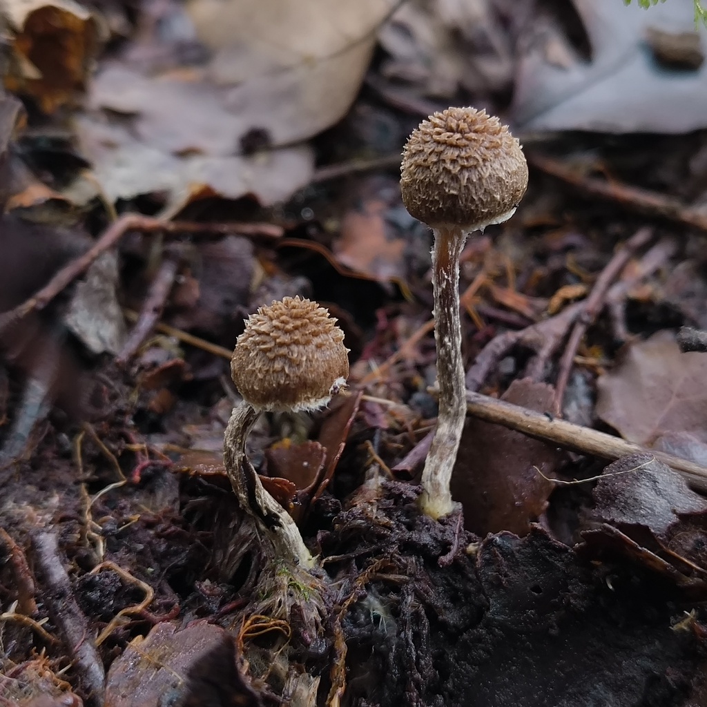 Inocybe scobifera