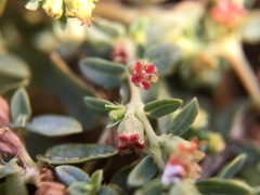 Euphorbia ocellata