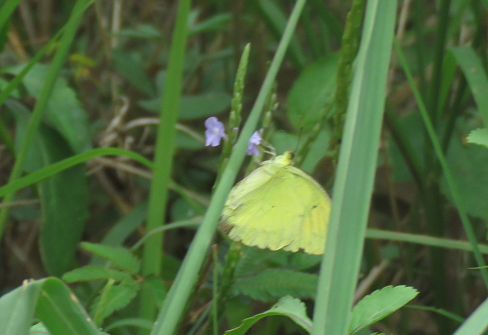 Yellow Orange-Tip