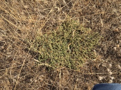 Euphorbia ocellata
