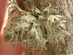 Ramalina canariensis
