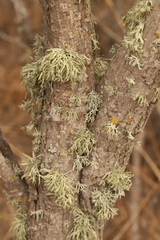Ramalina canariensis