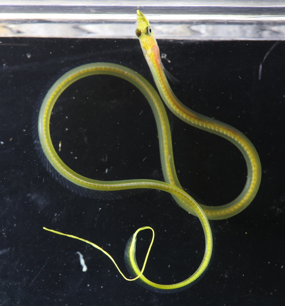 Quillfish (Ptilichthys goodei) — Ptilichthyidae