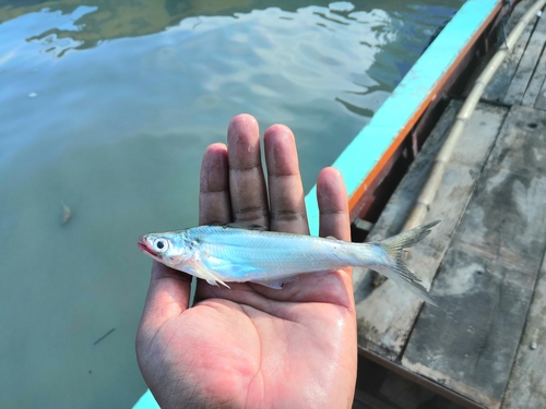 Batchwa vacha (Eutropiichthys vacha) — Schilbeidae