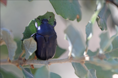 Protaetia opaca
