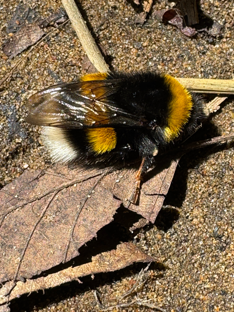 Buff-tailed Bumble Bee