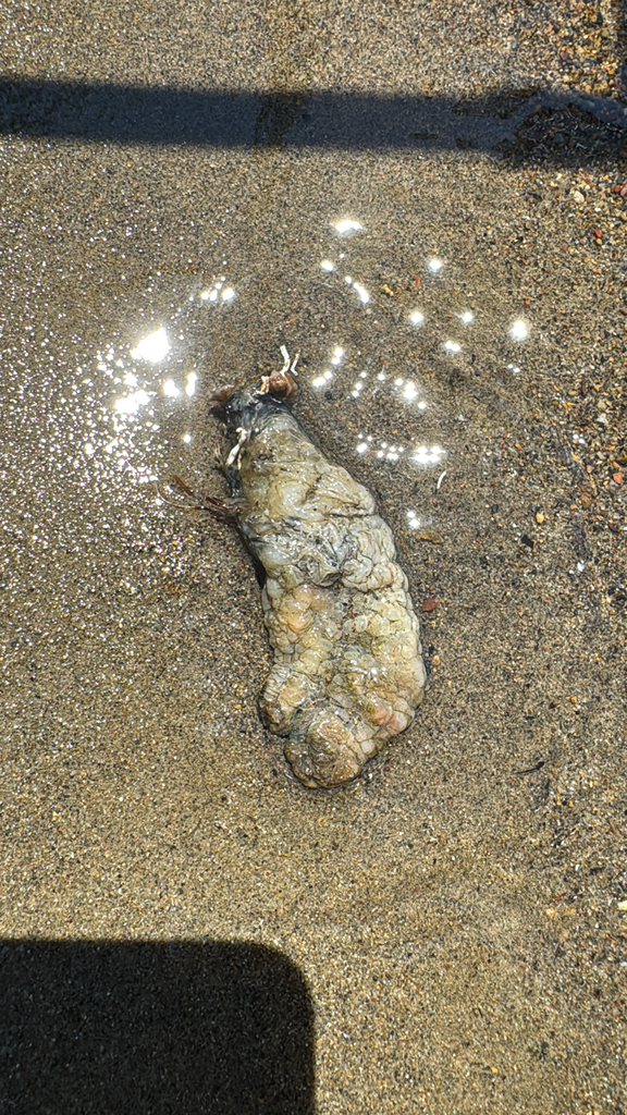 Pleated Sea Squirt