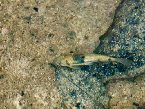 Clown barb (Barbodes everetti) — Cyprinidae — 5