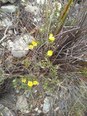 Aspalathus stenophylla