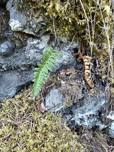 common polypody