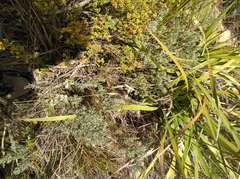 Xiphotheca fruticosa