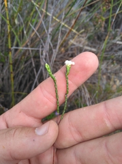 Lachnaea greytonensis