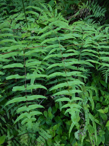 Histiopteris stipulacea observed 2024-02-15