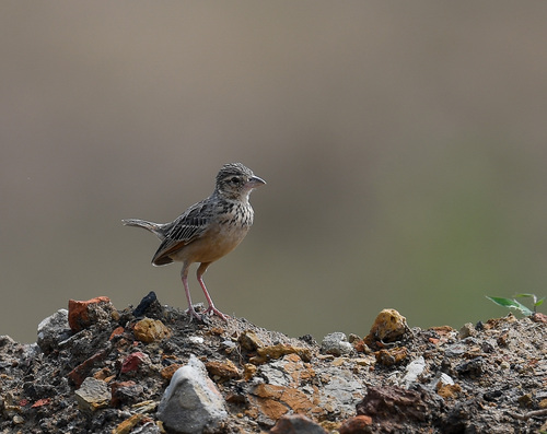 Bengal Bush Lark (Plocealauda assamica), photo 6