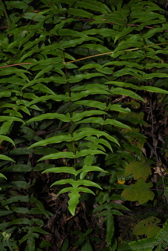 Histiopteris stipulacea observed 2024-02-15