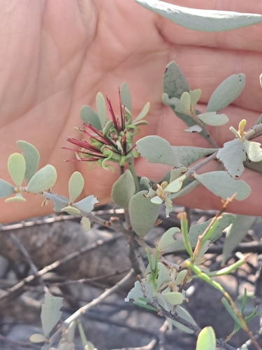 Pincushion Mistletoe