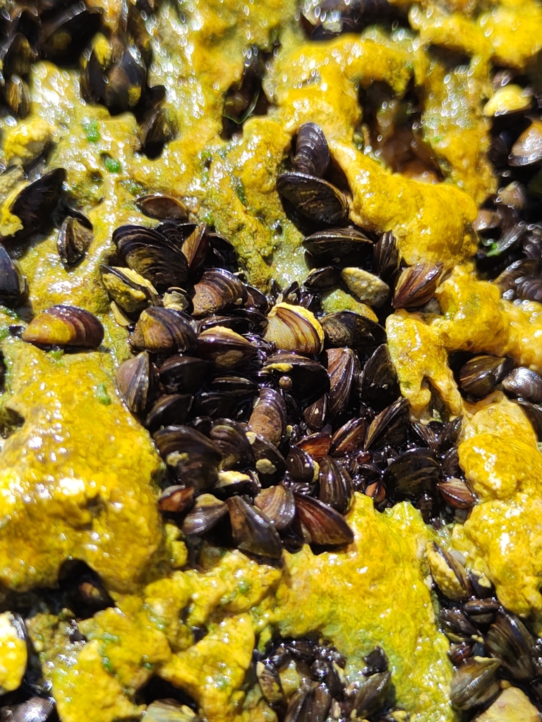 Mytilaster lineatus
