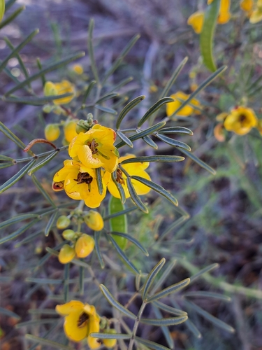 Twin-leaf Desert Senna