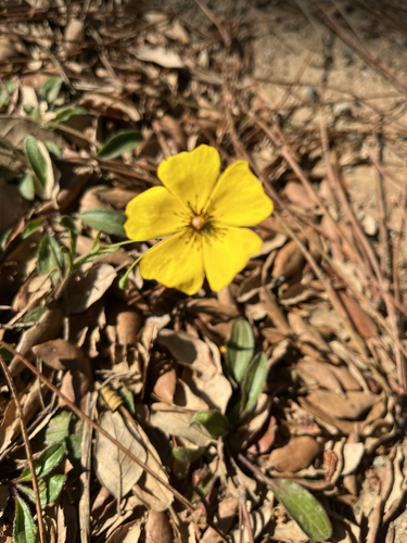 Tuberaria globulariifolia, photograph 5
